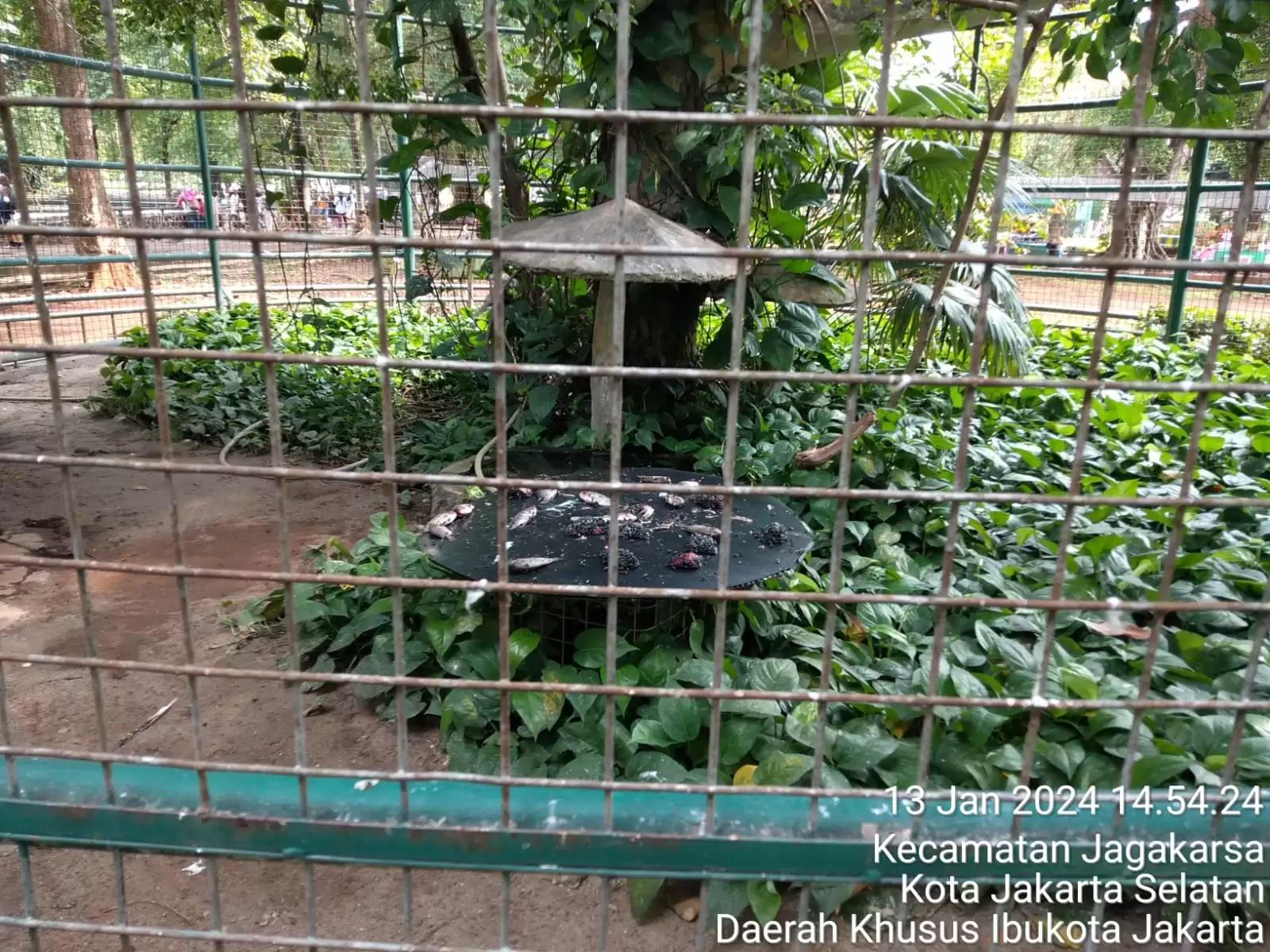Kandang Elang Bondol. Makanannya tidak termakan, hingga dikerubungi lalat.