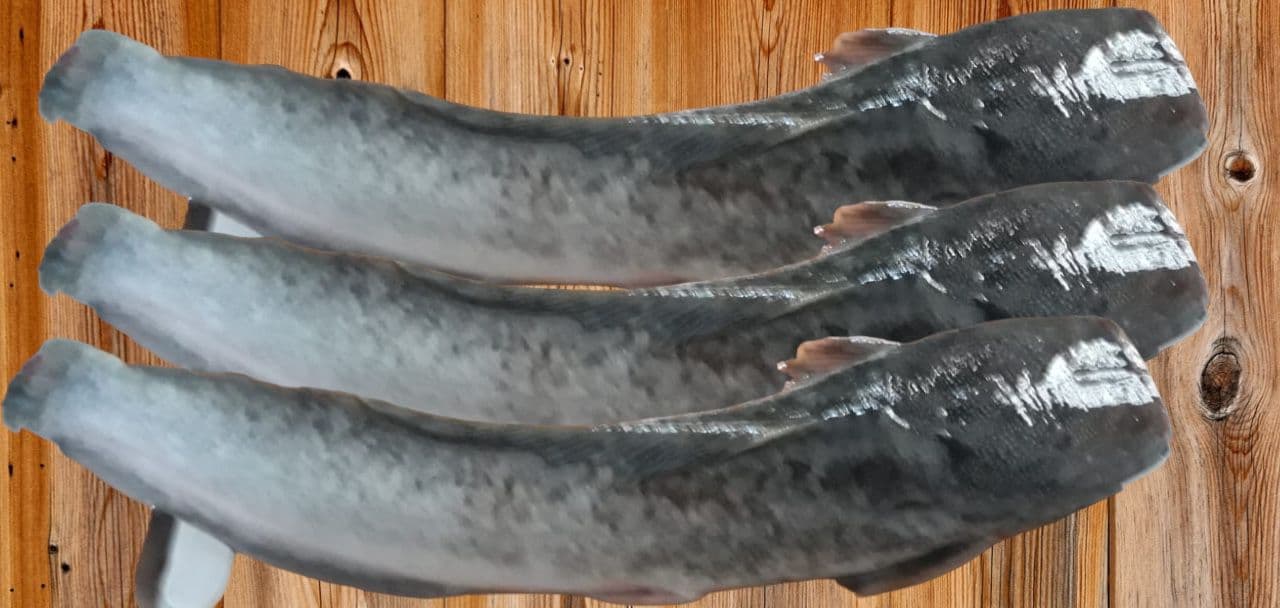 Manfaat Konsumsi Ikan Lele