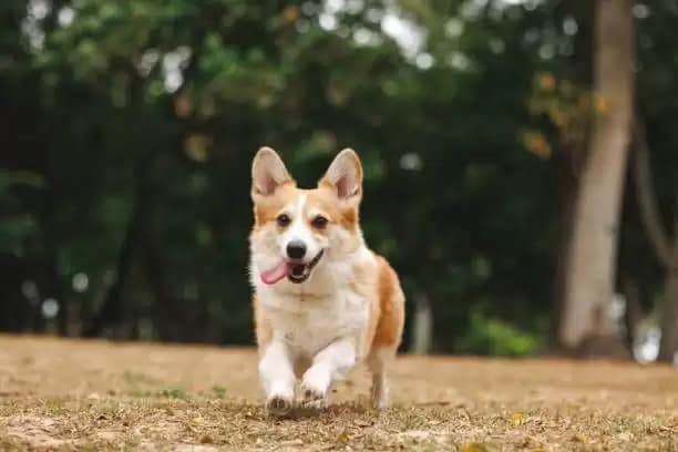 Korsel Sahkan RUU Larang Konsumsi Daging Anjing