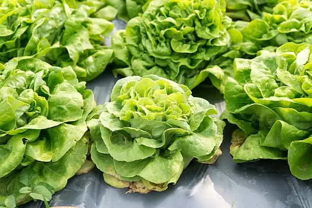 5 Jenis Sayuran Ini Cocok untuk Dikonsumsi Penderita Diabetes