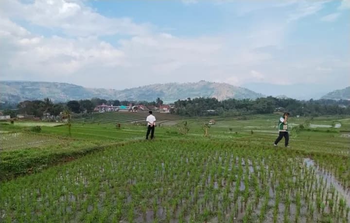 Hadapi Kemarau 2026, Kementan Siapkan Strategi Jaga Produksi Padi