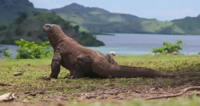 Sepasang Komodo RI Dipinjamkan ke Jepang, Ini Tujuan Pemerintah