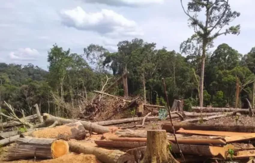 Alarm dari Bappenas: 6.600 Hektare Hutan Sumbar Hilang