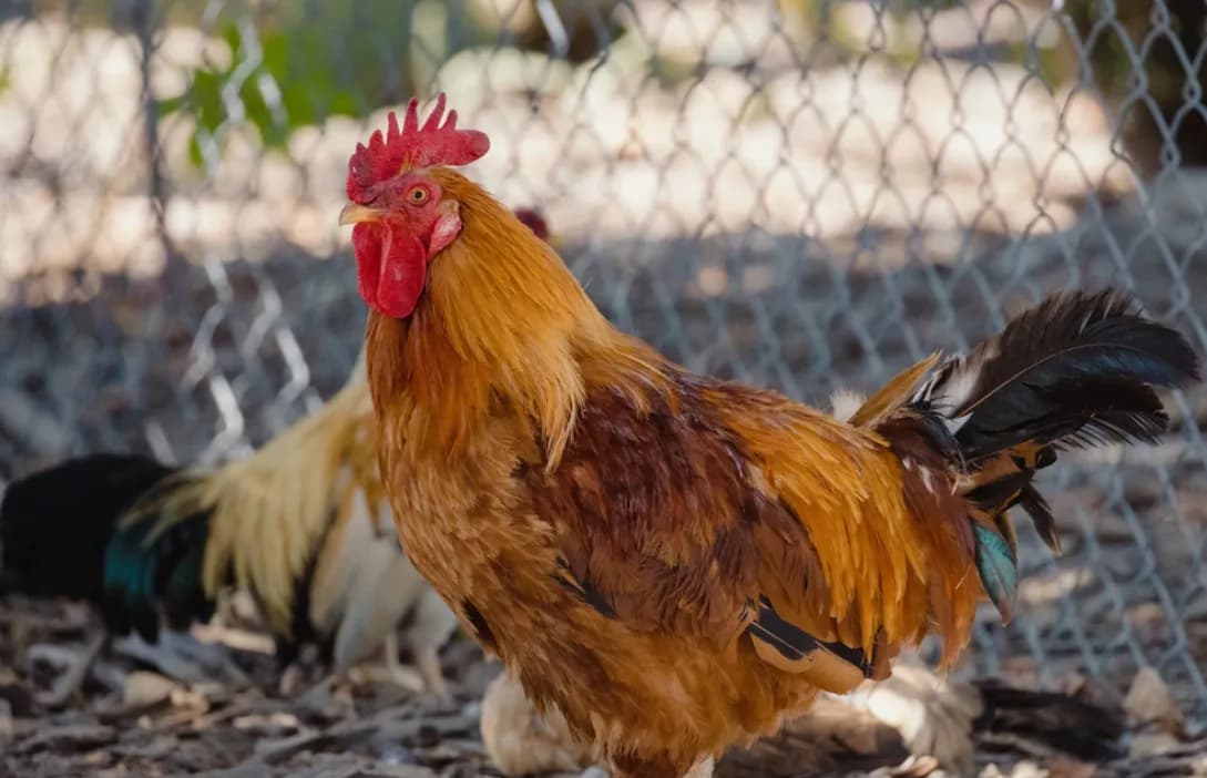 Kejam! Pria di Garut Diculik, Dianiaya hingga Dipaksa Makan Kotoran Ayam
