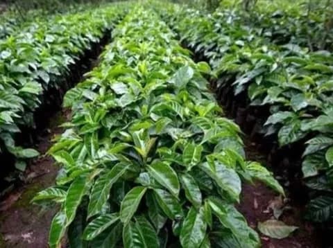 Uang Negara Cair, Bibit Tak Nyata: Skandal Kopi 2025 Mengarah ke Dugaan “Proyek Fiktif” di Kementan