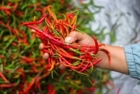 Harga Cabai Rawit di Daerah Masih Tinggi, Tembus 150 Ribu per KG