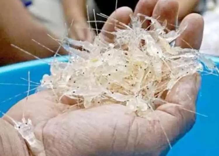 KKP Godok Kembali Perizinan Ekspor Benih Lobster yang Dulu Dilarang