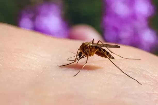 Penjelasan Kemenkes Soal Inovasi Nyamuk Wolbachia
