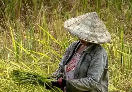 Prabowo Ungkap Alasan Petani Berkurang