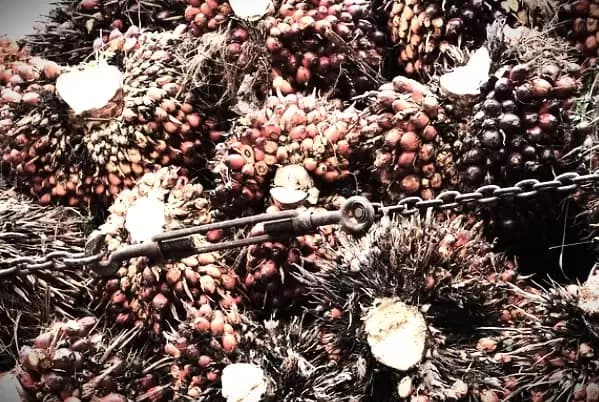 Korupsi Dana Sawit Merembet ke Anak Usaha Sinar Mas Agribusiness and Food!