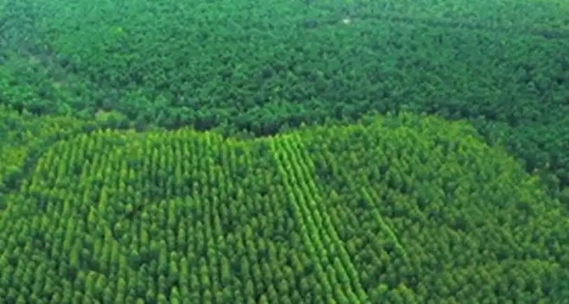 54 perusahaan hutan tanaman industri (HTI) di Riau mengelola 1,58 juta hektare kawasan hutan