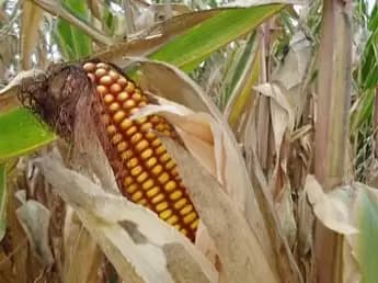 Mentan Setop Sementara Impor Jagung