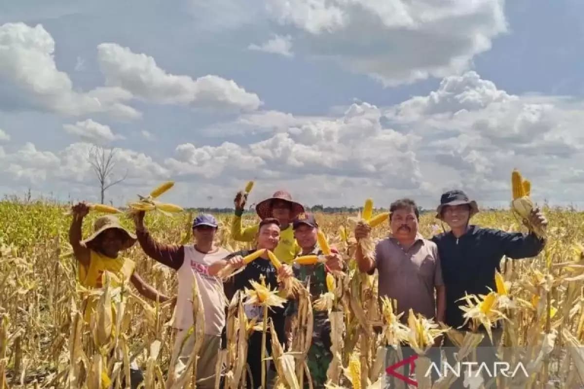 Mentan Amran: Food Estate Bukan Program Instan