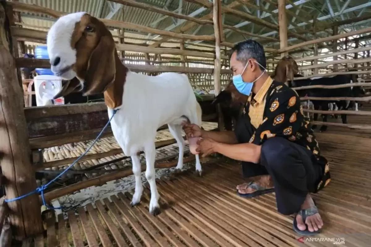 Dosen UGM : Kambing Perah Berpotensi Penuhi Kebutuhan Susu Nasional