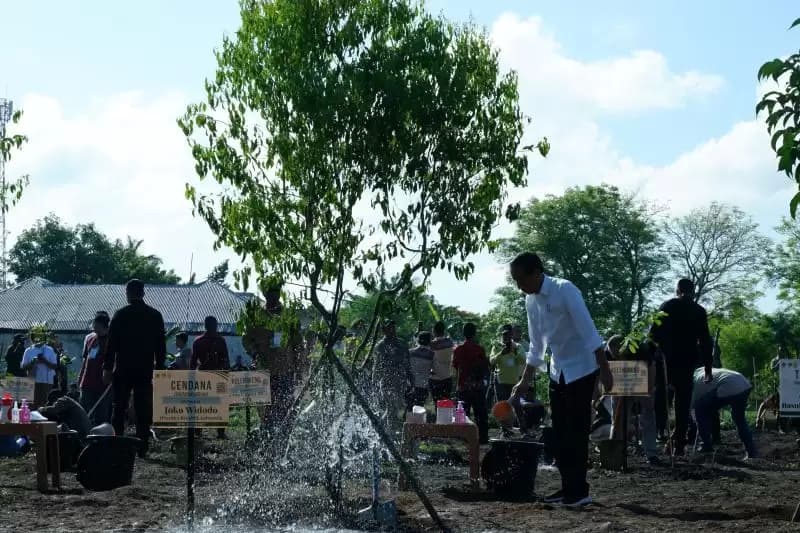 Joko Widodo Ajak Masyarakat Kupang Lestarikan Pohon Cendana