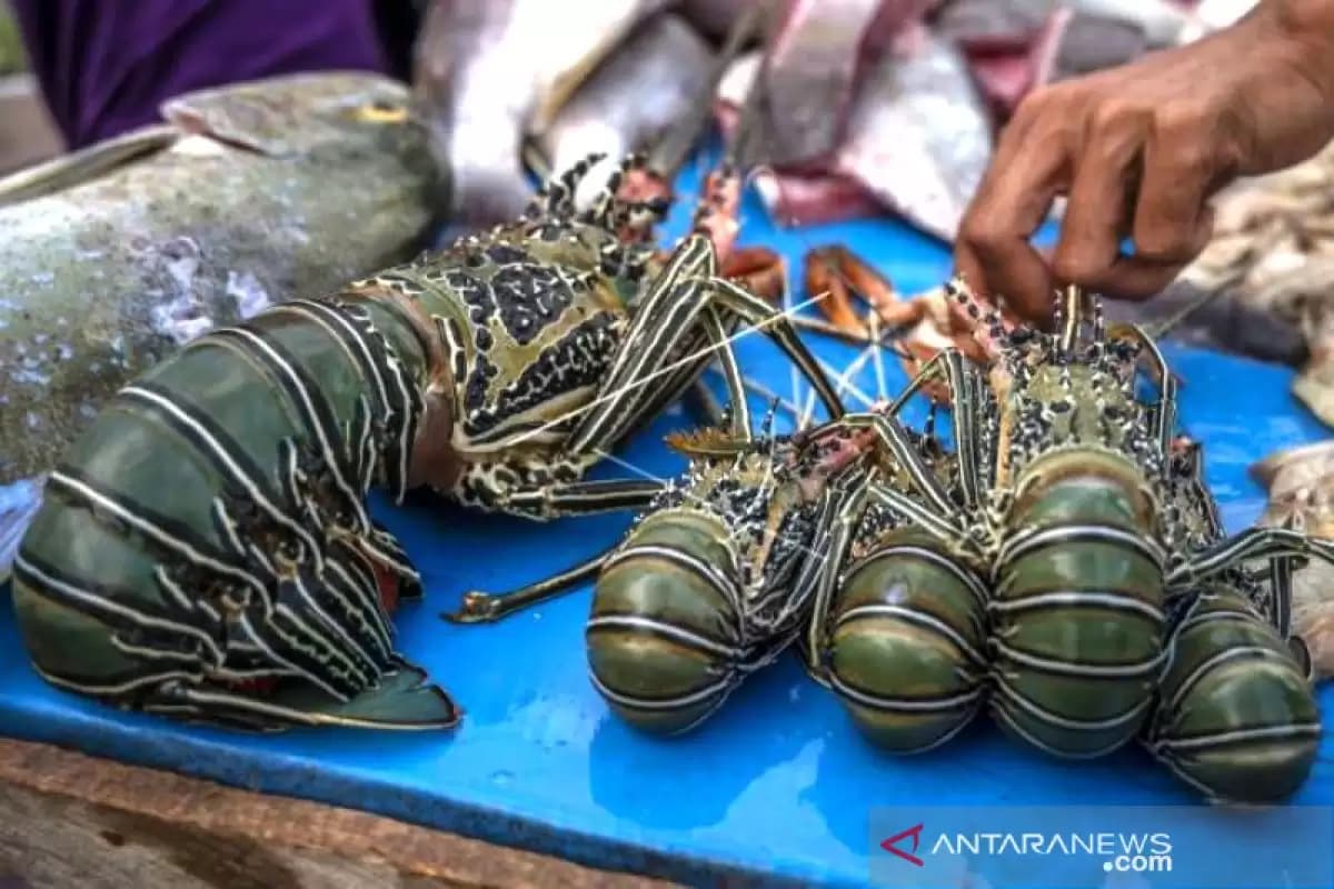 KKP Berencana Buka Kembali Keran Ekspor Benih Lobster, Siapa yang Bakal Untung?
