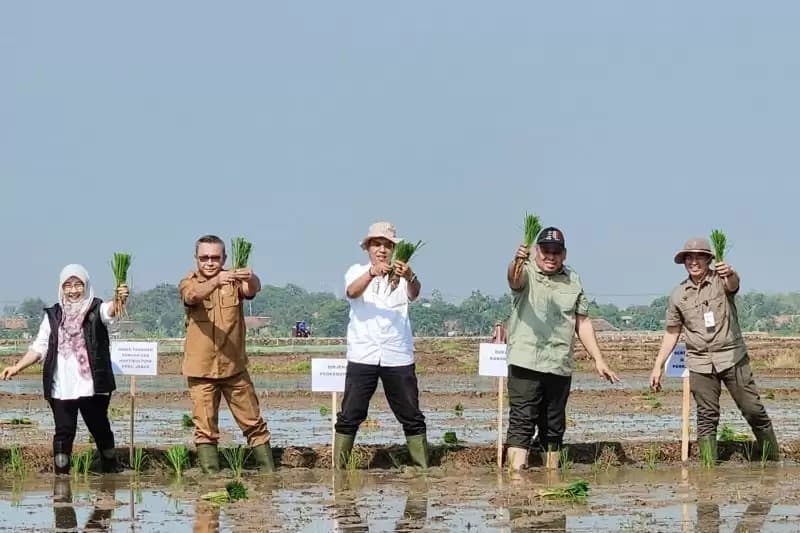 Kementan lakukan Percepatan Tanam Padi di Karawang