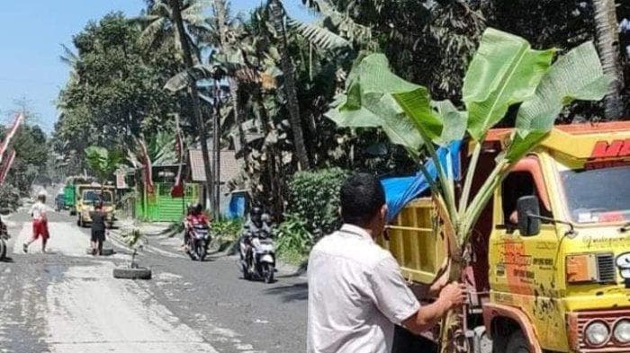 Warga Sumberasri Tanam Pisang di Jalan Rusak, Begini Respons Dinas PUPR Kabupaten Blitar