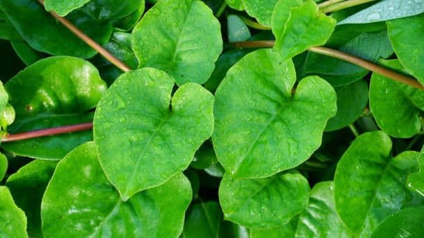 Khasiat Daun Binahong, Bisa Atasi Diabetes Hingga Cegah Jerawat