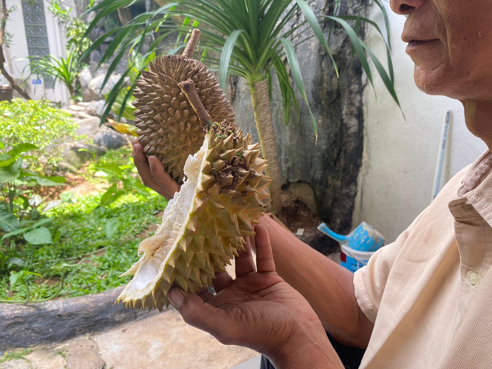 Waspada Makan Durian Berlebihan Bisa Mengakibatkan Penyakit, Seperti Berikut Ini