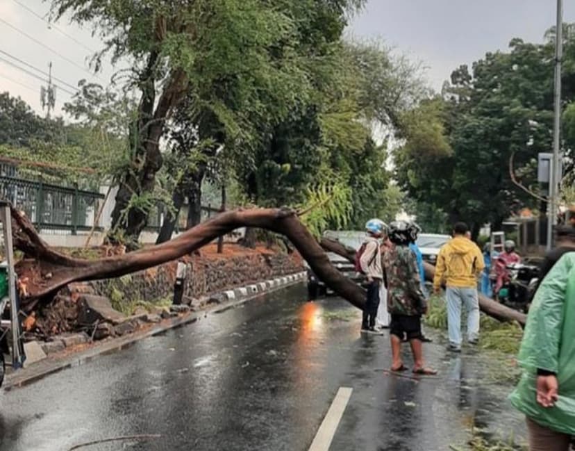 Ada Pohon Tumbang di Pasar Minggu Imbas Hujan dan Angin Kencang