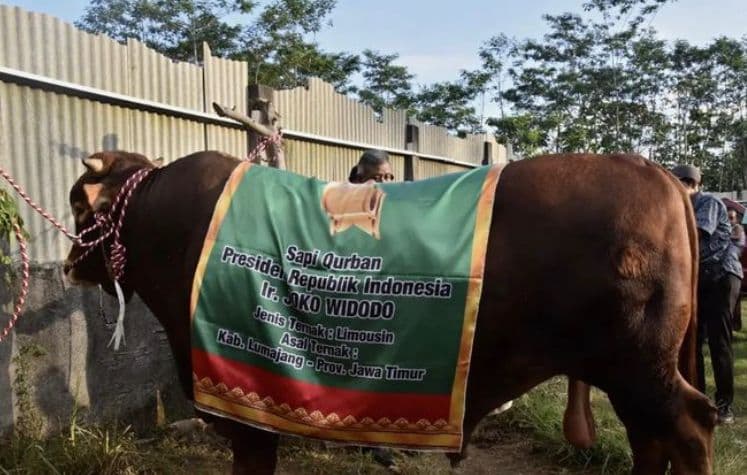 Sapi Limosin Seberat 1,1 Ton Terpilih Sebagai Hewan Kurban Jokowi