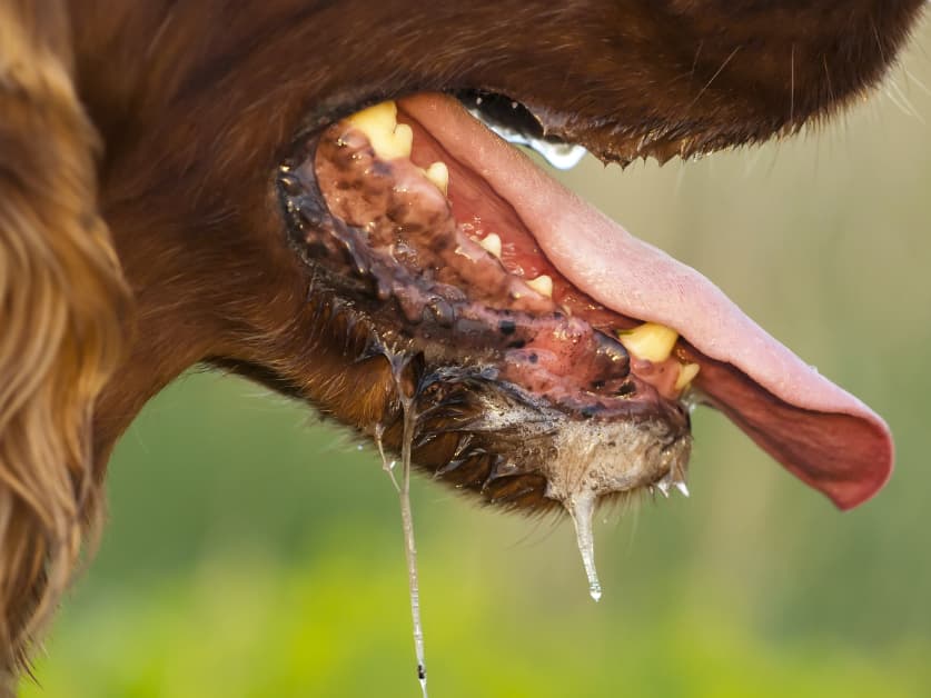 Ini Alasan Gigitan Hewan Rabies Mematikan