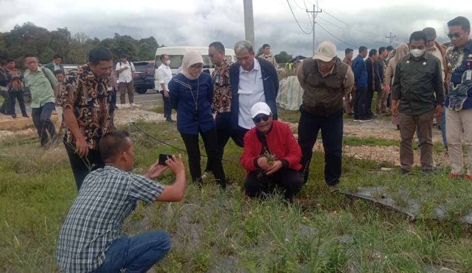 Proyek Food Estate Ancam Perubahan Iklim!