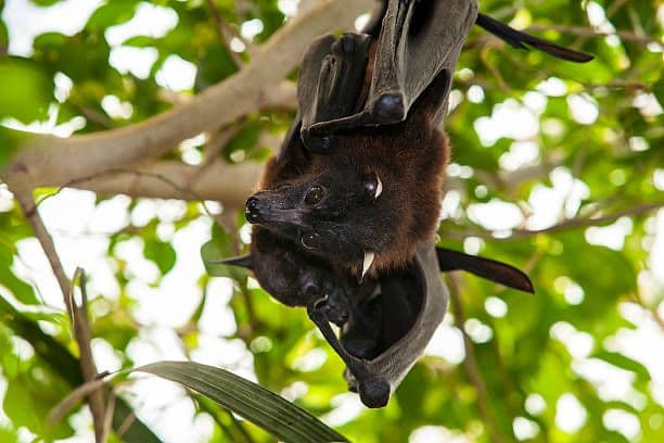 Gejala Virus Nipah dan Cara Pencegahannya