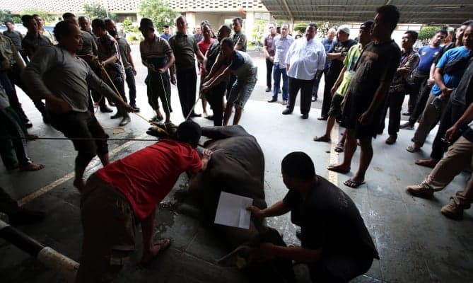 Bawaslu Gelar Pemotongan Hewan Kurban, Bagja: Tingkatkan Semangat Gotong-Royong
