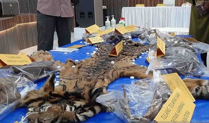 Perdagangan Kulit Harimau Sumatra Berhasil Digagalkan