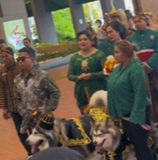 Nikahkan Sepasang Anjing Rp 200 Juta, Jokowi Diminta Copot Nena Ghoib dari Tim Stafsus Presiden