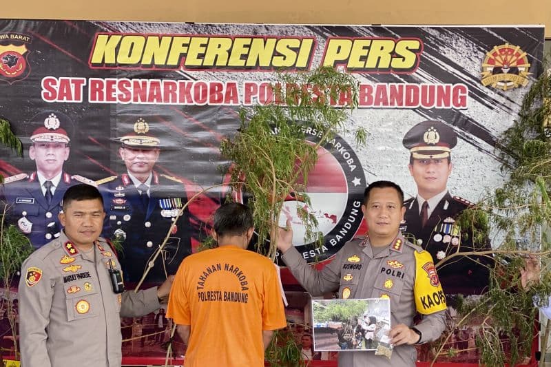 Pria Tanam 20 Pohon Ganja di Majalaya Diringkus Polisi