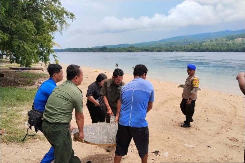Dua Tersangka Penangkapan Penyu Hijau Diancam Lima Tahun Penjara