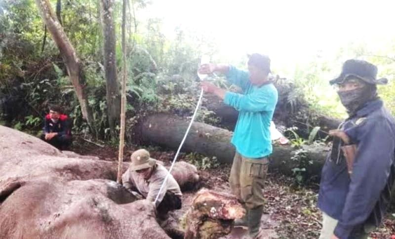 Polisi Memburu Pelaku Pembunuh Gajah Latih