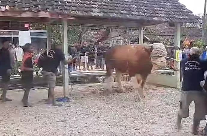 Sapi Kurban Jokowi di Blora Ngamuk Saat Akan Disembelih