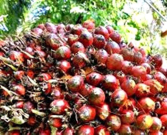 Saatnya Produsen Minyak Sawit Masuk ke Pasar Eropa