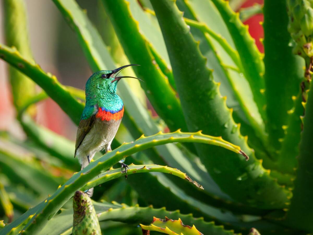 Cara Menggunakan Aloe Vera untuk Mendapatkan Kulit yang Sehat