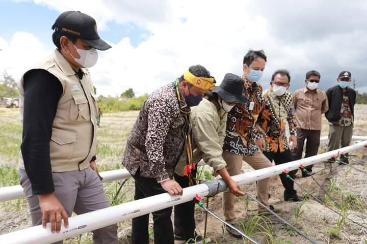 Kunjungan Kerja, Wamendag dan Anggota DPR Tinjau Food Estate Humbahas