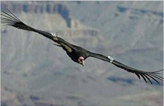 Kejutan Luar Biasa, Burung Kondor Ditemukan Berkembang Biak Tanpa ‘Senggama’