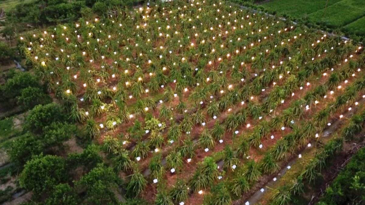Kolaborasi Petani dan PLN Bikin Naga Hasilkan 'Cuan' 