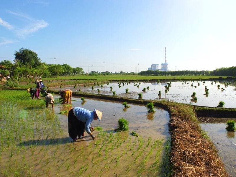 PLN Gandeng Sang Hyang Seri Olah Sekam Padi Jadi Bahan Bakar PLTU