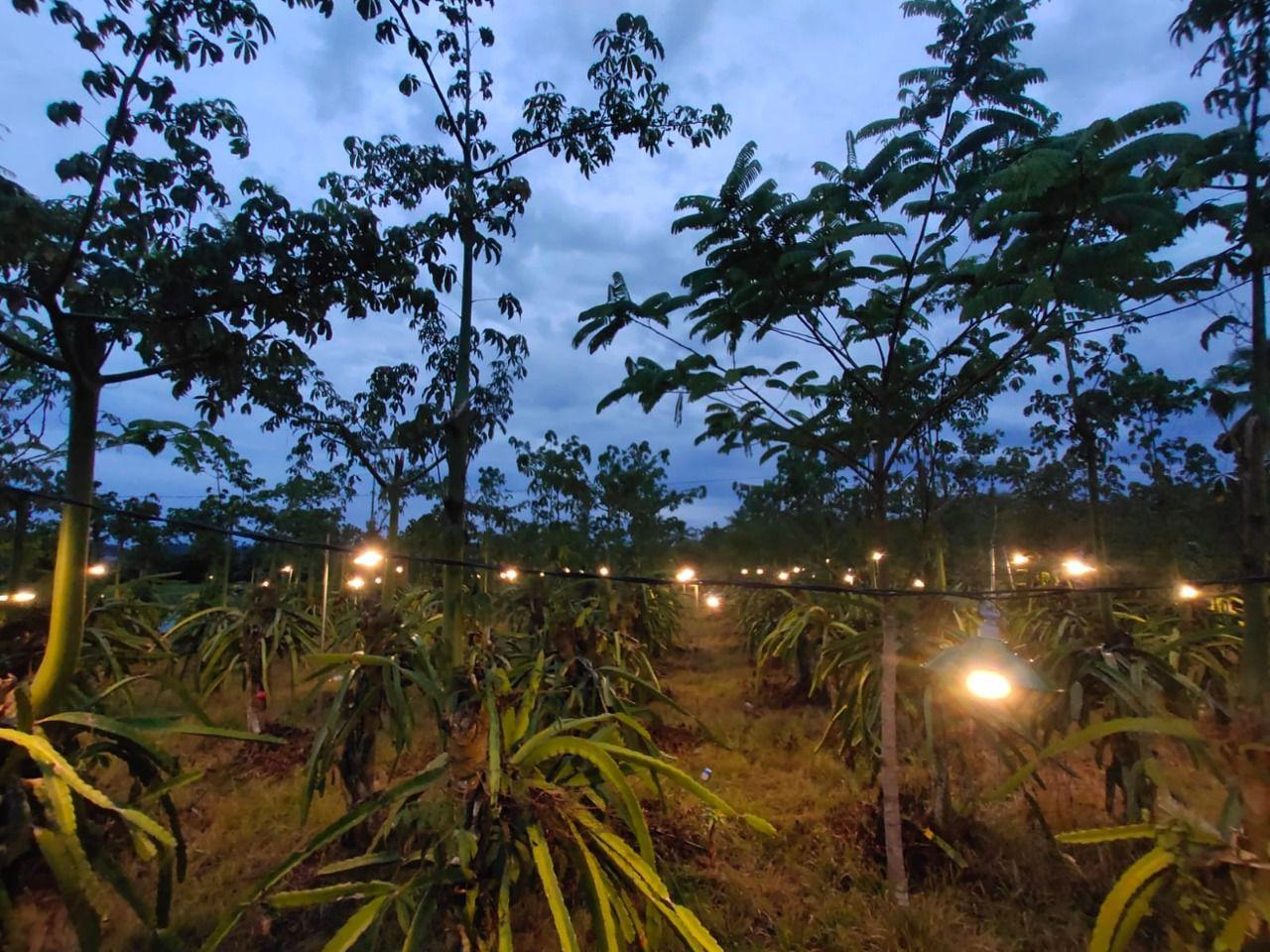 Agrowisata Petik Buah Naga Disinari Lampu LED di Manokwari