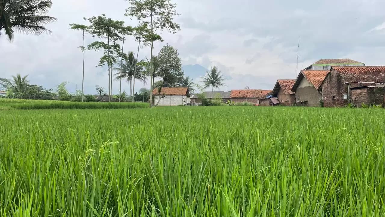 Krisis Pangan Nyata