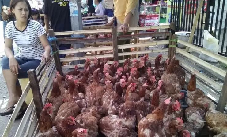 Harga Ayam Potong dan Telur di Makasar Melambung Jelang Ramadhan