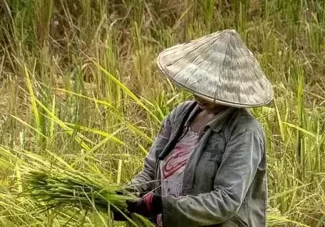 Harga Beras Polemik Berulang! Petani Beberkan Hal Ini