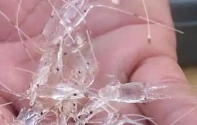 Benih Bening Lobster