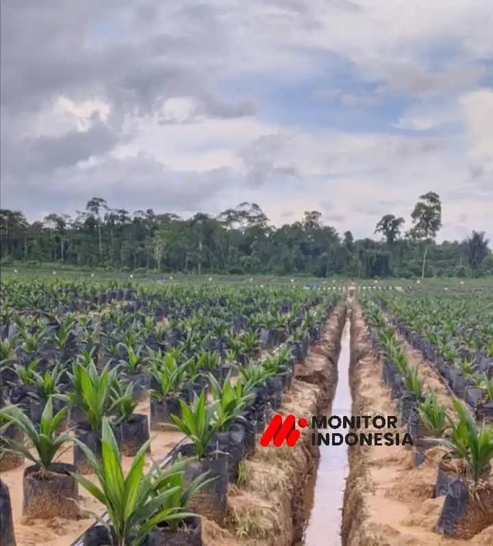 Bibit Kelapa Sawit PT KAS