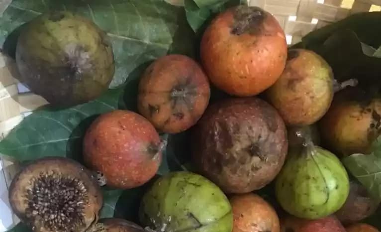 Buah Loa