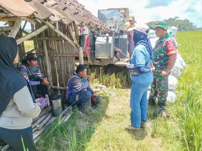 Bulog serap beras petani di desa